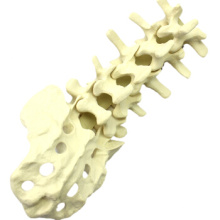 Buy one 12313 Lumbar vertebra, Simulated Drillable Lumbar vertebra